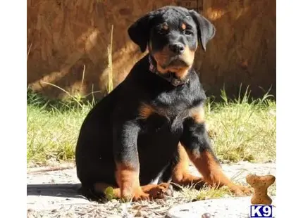 Rottweiler